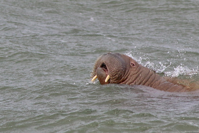 Walrus
